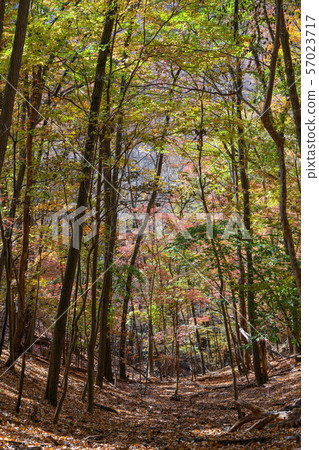 Autumn leaves of Ura Myogi Forest Autumn leaves of Ura Myogi Forest 57023717