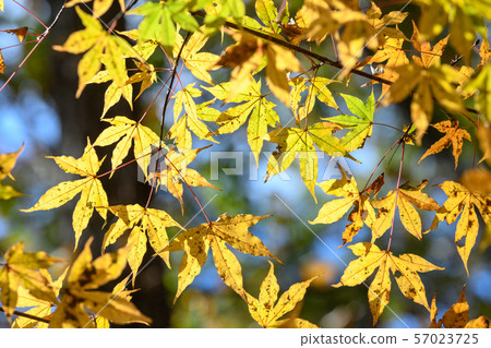 Autumn leaves of Itai yaded maple 57023725