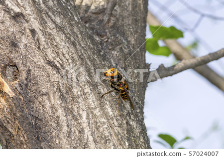 Hornet 57024007