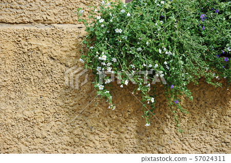flowers and greenery on yellow wall background 57024311