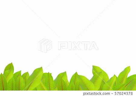 Green leaf on white background with copy space 57024378
