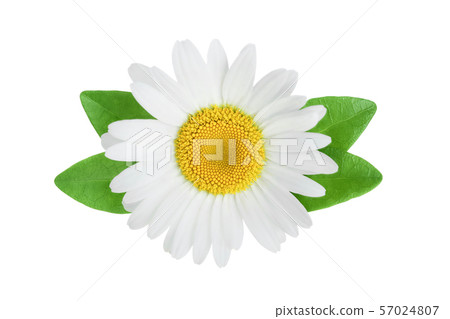 one chamomile or daisies with leaves isolated on white background one chamomile or daisies with leaves isolated on white background 57024807