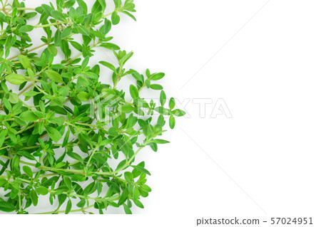 Fresh thyme spice isolated on white background. Copy space for your text. Fresh thyme spice isolated on white background. Copy space for your text. 57024951