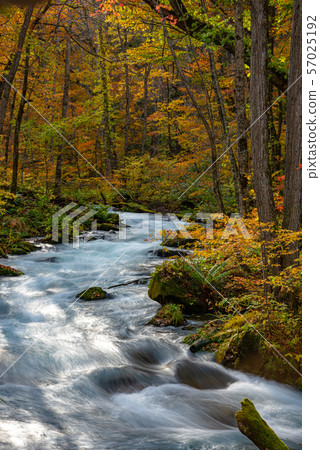 Oirase Keiryu Autumn leaves Aomori Prefecture Tohoku Japan 57025192