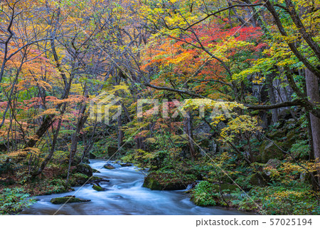 Oirase Keiryu Autumn leaves Aomori Prefecture Tohoku Japan 57025194
