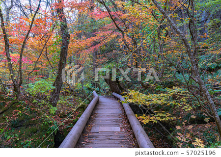 Oirase Keiryu秋葉青森縣東北日本 57025196
