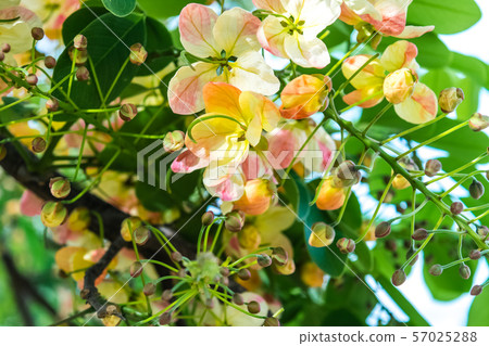 Rainbow shower tree, cassia flowers Rainbow shower tree, cassia flowers 57025288