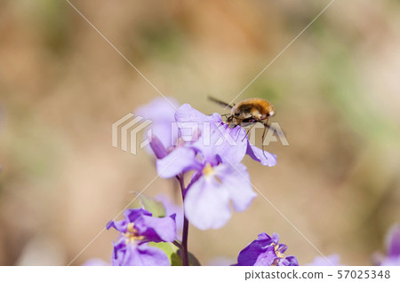 Velvet tree Abu 57025348