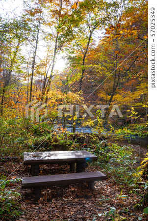 Oirase Gorge Chaise lounge Autumn leaves Aomori Prefecture Tohoku Japan 57025349