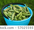 Fresh harvested beans in a bucket 57025593