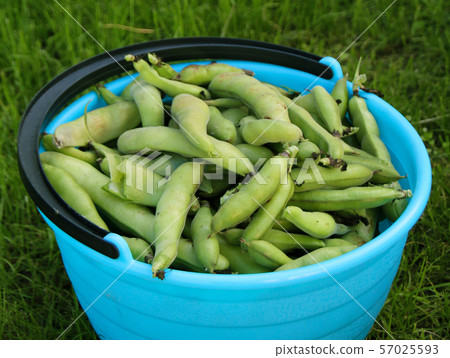 Fresh harvested beans in a bucket Fresh harvested beans in a bucket 57025593
