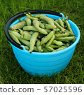 Fresh harvested beans in a bucket  57025596