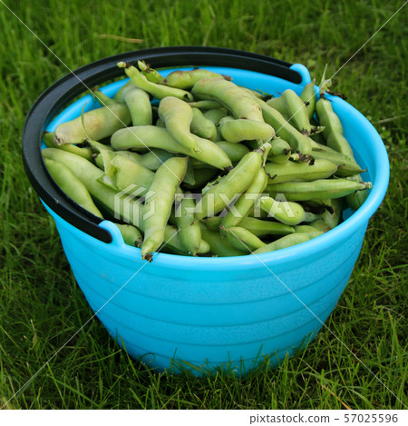 Fresh harvested beans in a bucket Fresh harvested beans in a bucket 57025596