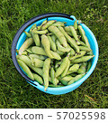 Fresh harvested beans in a bucket  57025598