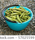 Fresh harvested beans in a bucket  57025599