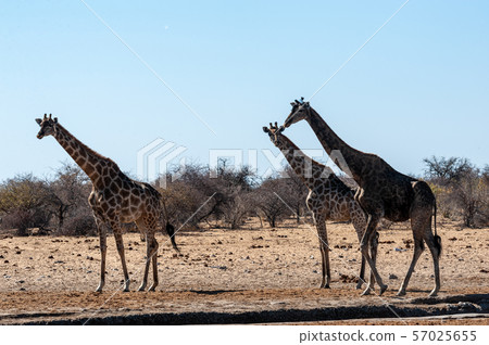 A group of Giraffes gathering near a waterhole in Etosha National Park. A group of Giraffes gathering near a waterhole in Etosha National Park. 57025655