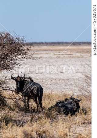 Wildebeest on the plains of Etosha National Park 57025671