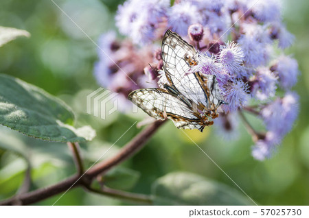 A butterfly A butterfly 57025730