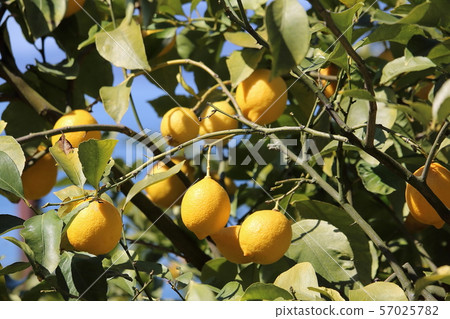 Setonai lemon Setonai lemon 57025782