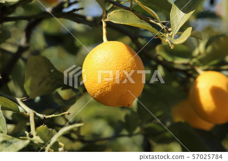 Setonai lemon Setonai lemon 57025784