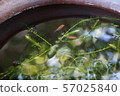 Water plants and goldfish 57025840