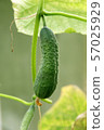 growing, summer, branch 57025929