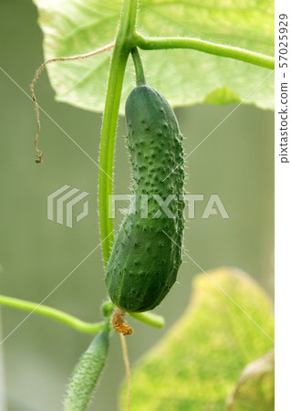 Cucumber growing on bush in vegetable garden close – up Cucumber growing on bush in vegetable garden close – up 57025929