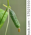 growing, summer, branch 57025930