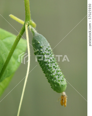 Cucumber growing on bush in vegetable garden close – up Cucumber growing on bush in vegetable garden close – up 57025930