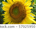 Sunflower in full bloom 57025950