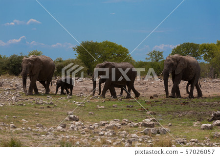 Herd of elephants 57026057