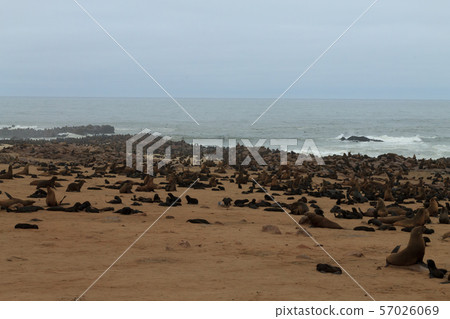 Cape fur seals Cape fur seals 57026069