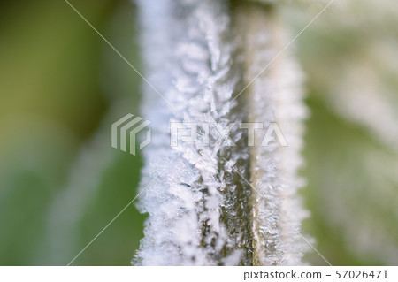 Frost Frost 57026471