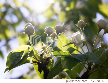 Sun light in blooming pear orchard 57028160
