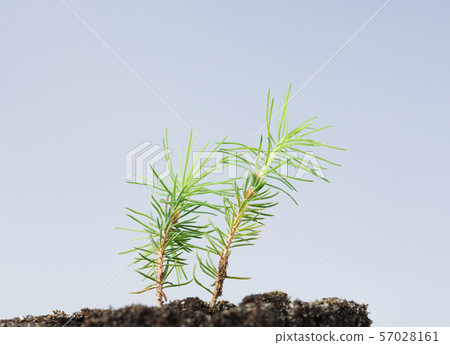 Two tiny fir tree 57028161