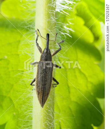 Lixus iridis weevil beetle 57028167