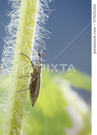 Long snouted weevil climbing on grass 57028168