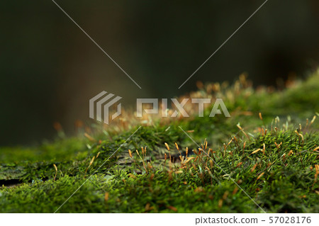 Moss in forest 57028176