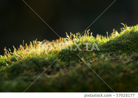 Mossy hillock on forest floor 57028177