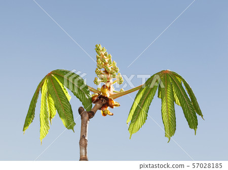 Horse-chestnut tree ready to bloom Horse-chestnut tree ready to bloom 57028185