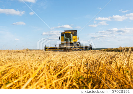 Picture from afar of harvester harvesting wheat, blue sky. Picture from afar of harvester harvesting wheat, blue sky. 57028191
