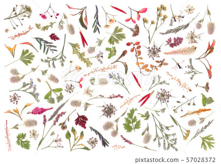 秋天圖像被按的花藝術 57028372