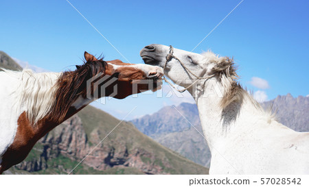 Wild horses pasturing on mountain environment. Beautiful nature background Wild horses pasturing on mountain environment. Beautiful nature background 57028542
