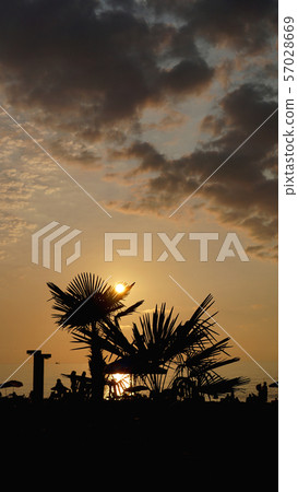 Sunset landscape. beach sunset. palm trees silhouette on sunset tropical beach Sunset landscape. beach sunset. palm trees silhouette on sunset tropical beach 57028669
