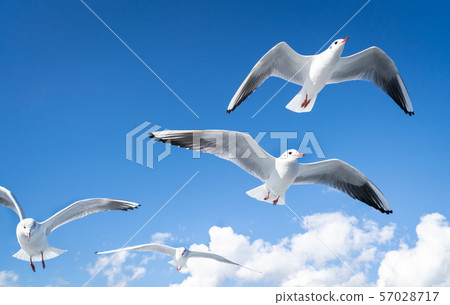 Photo of a seagull flying in the sky 57028717