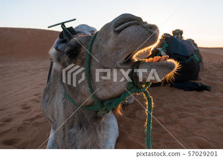 yawing camel with wide opened mouth seems like eating a sunset sun above another one camel in camel yawing camel with wide opened mouth seems like eating a sunset sun above another one camel in camel 57029201