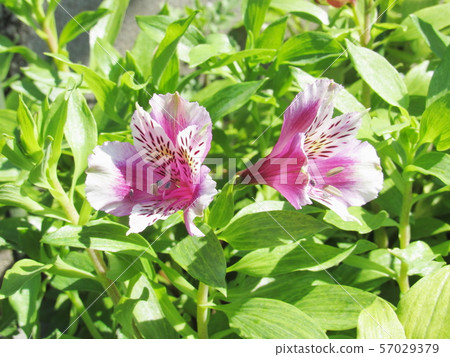 Alstroemeria Alstroemeria 57029379
