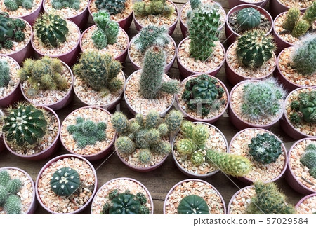 Row of Cactus Plants in Flower Shop 57029584