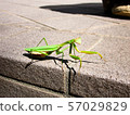 Watched mantis 57029829