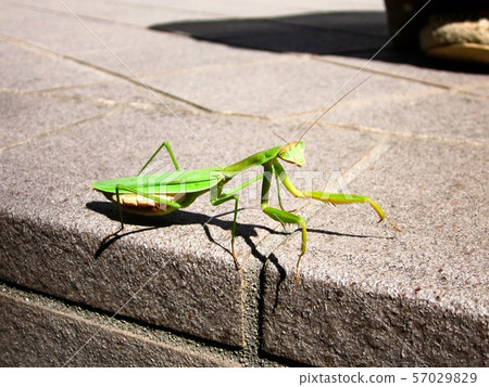 Watched mantis 57029829